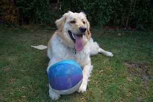 Dog with Ball