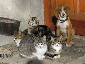 Dog and Cats