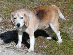 Dog Standing