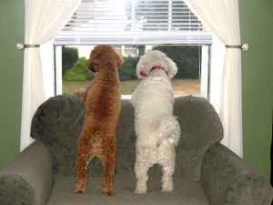 Dogs on Chair
